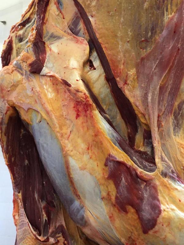 Malas prácticas de vacunación implican pérdidas de hasta 4 kilos de carne por bovino