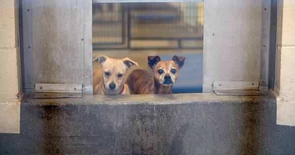 La Nación / Cuba publica ley contra maltrato animal, pero no prohíbe peleas de gallos