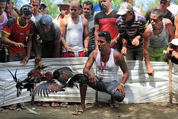 Cuba publica ley contra maltrato animal, pero no prohíbe peleas de gallos