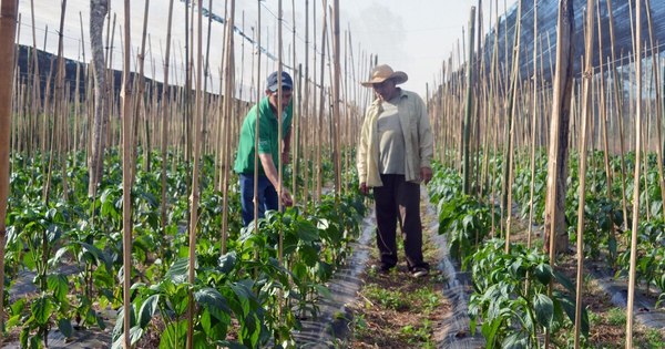 La Nación / FAO busca fortalecer la producción y la sostenibilidad local