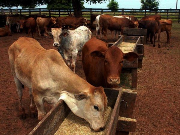 Sector cárnico enfrenta el desafío de sostener el éxito durante el año