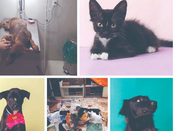 Pandemia deja sin familia a peluditos
