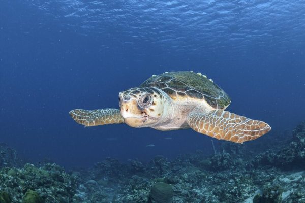 Descubren cómo las tortugas logran atravesar las gélidas aguas del Pacífico en una épica migración | Ñanduti