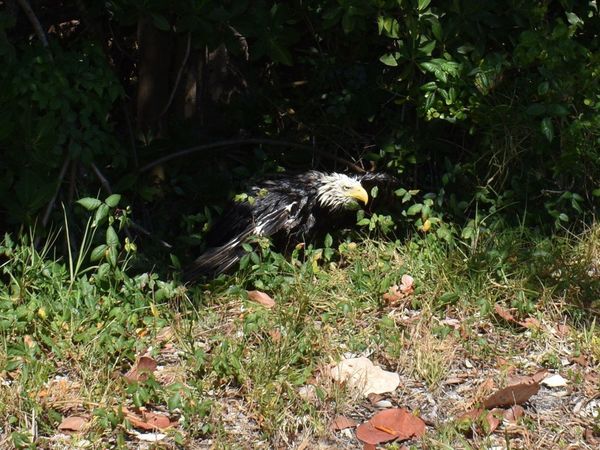 Rescatan a un águila calva herida en zona salvaje de EEUU