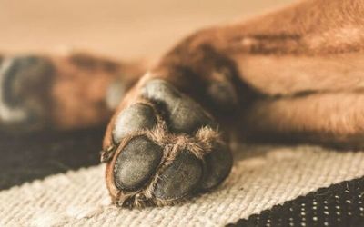 Matan a cuchillazos a un perro y dejan una nota de amenaza en Pastoreo