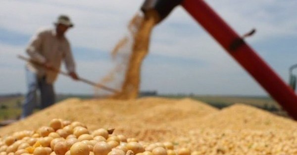 La Nación / Culminó la cosecha sojera con buenas expectativas