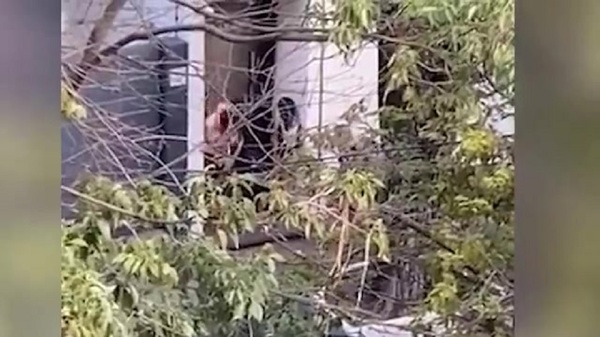 Nuevo caso de violencia: Brutal golpiza a una mujer - C9N