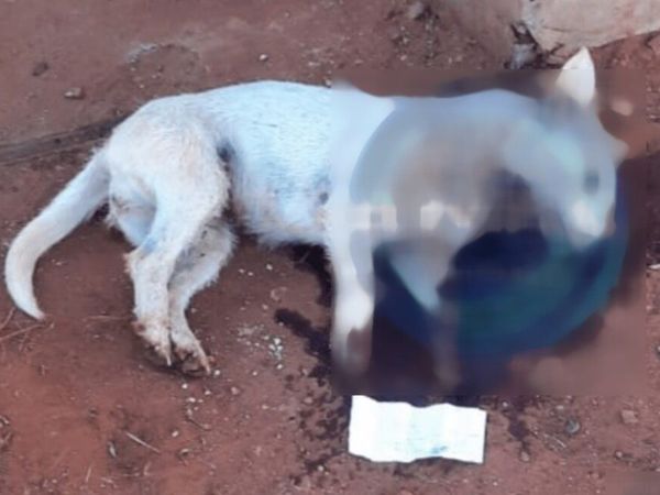 Mató a cuchillazos a un perrito que le molestaba