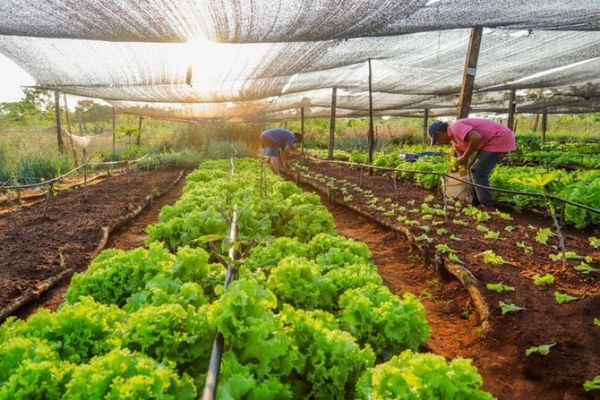 Paraguay contuvo aumento de pobreza extrema con políticas de protección social