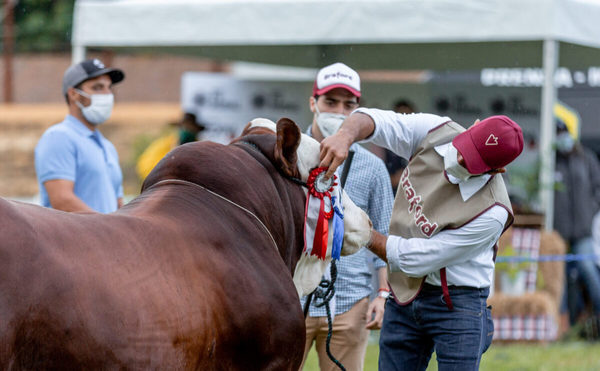Hoy lunes, El Rodeo remata reproductores Braford de la 15° Expo Nacional