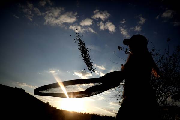Las exportaciones de café en Brasil aumentan un 10,4 % en el primer trimestre - MarketData