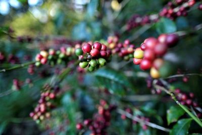 Productores de café centroamericanos avanzan en diversificación productiva - MarketData