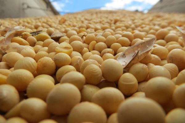 En marzo se exportó más de 1 millón de toneladas de soja