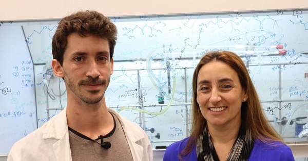 La Nación / Científicos israelíes detienen el crecimiento de tumores cerebrales en roedores