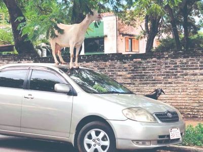 Dos cabritas sueltas hicieron de las suyas por Asunción