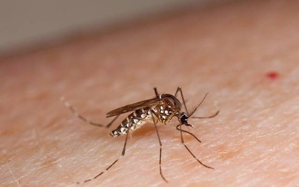 Diario HOY | Reportan más de 700 casos de dengue en lo que va del año
