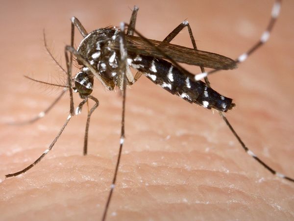 Reportan más de 700 casos de dengue en lo que va del año