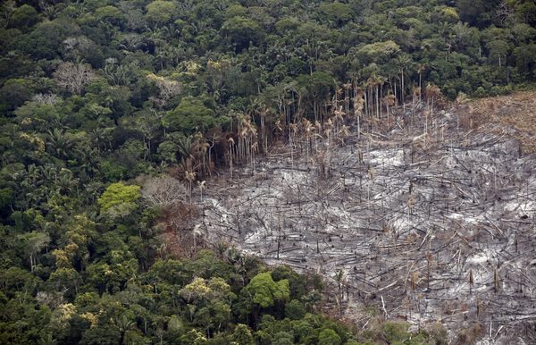 La Amazonía perdió 2,3 millones de hectáreas en 2020, su tercer peor registro - MarketData