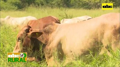 ABC Rural: Pastoreo intensivo con 350 animales en 2,5 hectáreas  - ABC Rural - ABC Color
