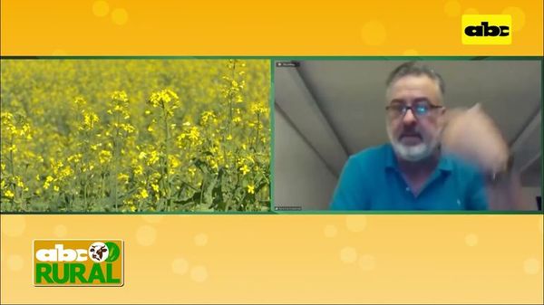 ABC Rural: Canola como opción de cultivo para otoño-invierno - ABC Rural - ABC Color