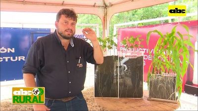 ABC Rural: Tratamiento de semillas para un buen enraizamiento - ABC Rural - ABC Color