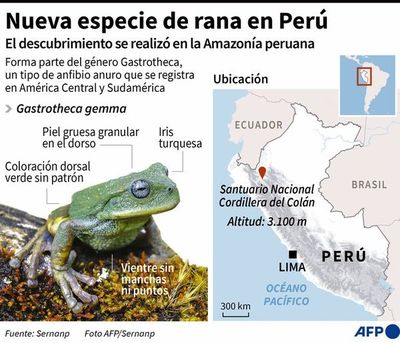 Nueva especie de rana marsupial - Mundo - ABC Color