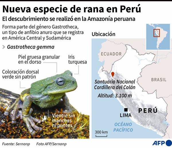 Nueva especie de rana marsupial - Mundo - ABC Color