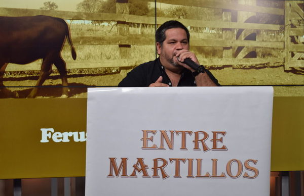 Entre Martillos oferta hoy 2.800 vacunos de invernada en feria televisada