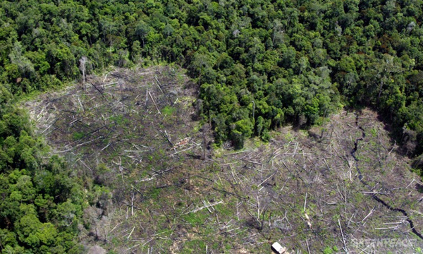 Deforestación que no cesa ni en pandemia: creció un 12 % en 2020