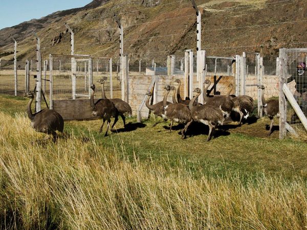 Liberan a 14 ejemplares más de ñandúes en el sur de Chile