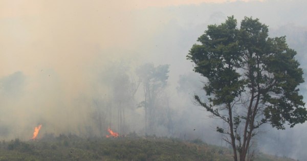 La Nación / Cultivos ilegales ganan terreno en la Reserva San Rafael tras el infierno de los incendios