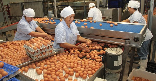 La Nación / Invasión de inmueble pone en peligro a industria avícola y a sus trabajadores