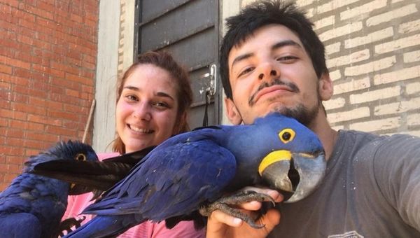 La ONG que quería salvar al guacamayo azul y ahora rescata todo tipo de animales silvestres