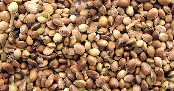 La Nación / Productores de cáñamo anuncian movilizaciones