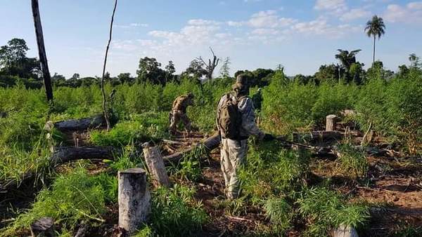 SENAD y FTC inician incursiones en zonas de cultivos ilícitos en Amambay