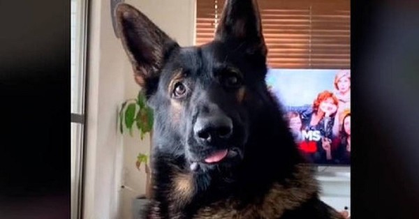 La curiosa reacción de un perro policía jubilado cuando su dueño habla de drogas - SNT