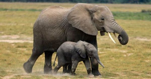 Revelan que dos especies de elefante africano han entrado en peligro de extinción