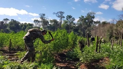 Diario HOY | Senad y la FTC destruyeron 70 toneladas de marihuana en Amambay
