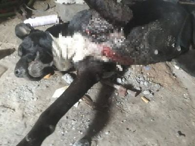 Perro murió de una puñalada en el corazón y salvó a su dueño