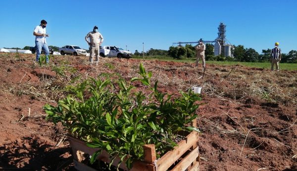 Buscan conservación de 1.680 árboles plantados en Canindeyú