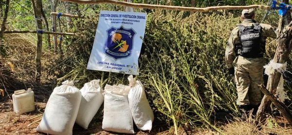 Destruyen 13 hectáreas de marihuana tras incursión en zona rural de Amambay - Nacionales - ABC Color