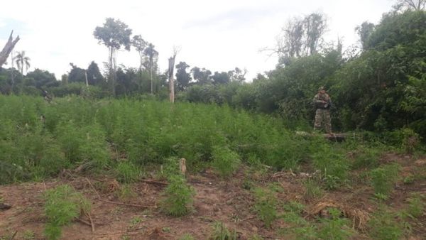 Desmantelan base narco dentro de la Reserva Natural del Bosque Mbaracayú