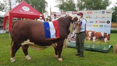 Exitosas ventas en las Nacionales de Braford y Hampshire Down (más de G. 1.000 millones en negocios)