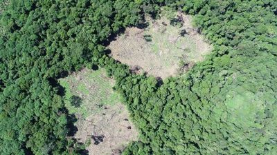 Destruyeron 70 hectáreas de marihuana en la reserva Mbaracayú - Nacionales - ABC Color