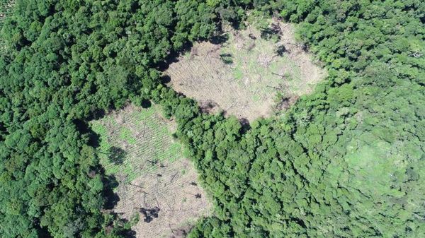 Destruyeron 70 hectáreas de marihuana en la reserva Mbaracayú - Nacionales - ABC Color
