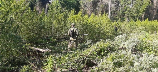 Diario HOY | Canindeyú: Destruyen 66 hectáreas de marihuana en operativo de 3 semanas