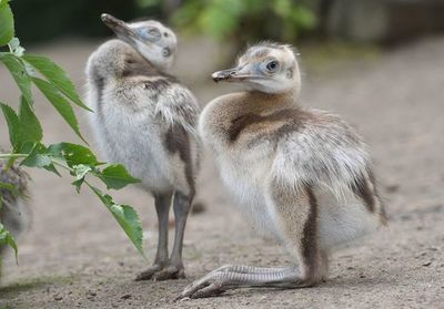 En peligro de extinción: ñandúes sudamericanos criados en cautiverio fueron liberados