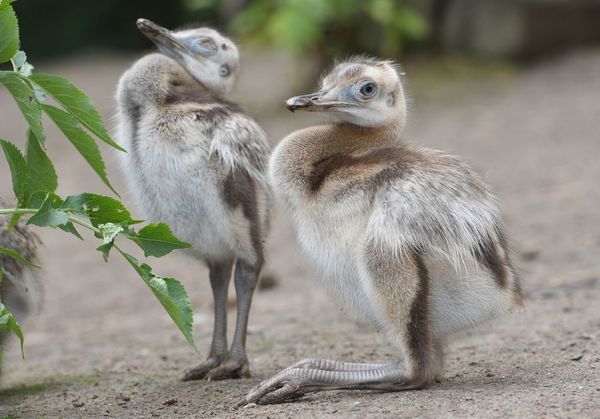 En peligro de extinción: ñandúes sudamericanos criados en cautiverio fueron liberados