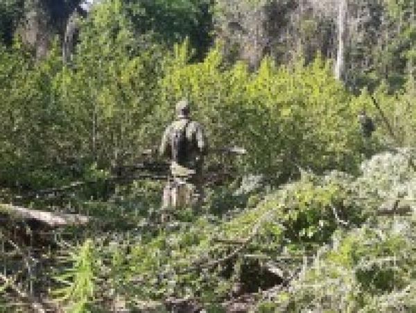 Canindeyú: Destruyen 66 hectáreas de marihuana en operativo de 3 semanas