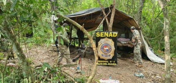 Policía destruye plantación de marihuana en Cruce Bella Vista